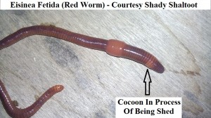 Eisinea Fetida (Red Worm) - Courtesy Shady Shaltoot wm           